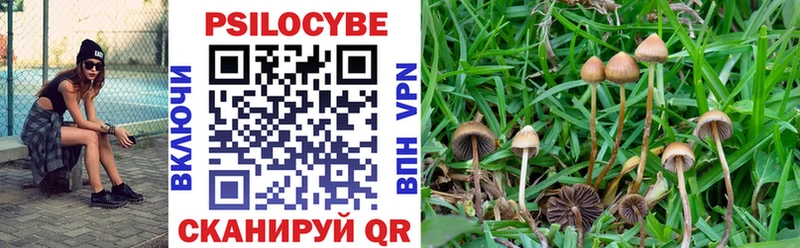 купить наркоту  Дагестанские Огни  Псилоцибиновые грибы Psilocybe 